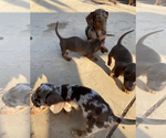Small Photo #10 Dachshund Puppy For Sale in SANTA CLARITA, CA, USA