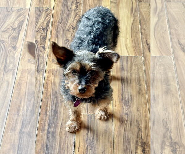 Medium Photo #3 Mutt Puppy For Sale in St. Louis Park, MN, USA