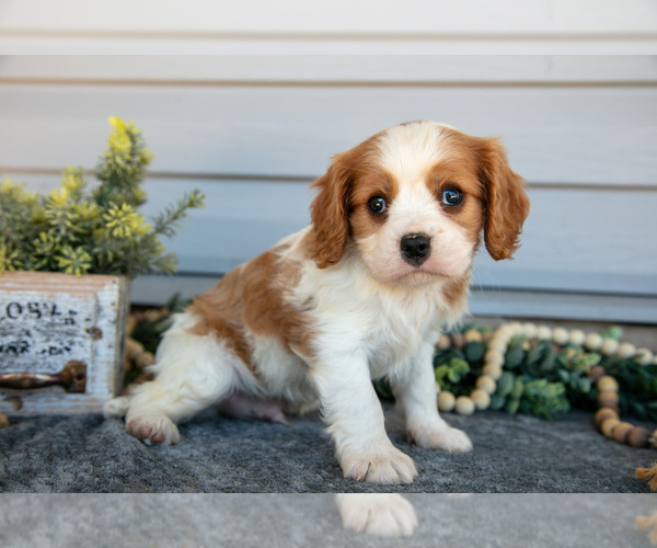 Medium Photo #2 Cavalier King Charles Spaniel Puppy For Sale in MILLERSBURG, OH, USA