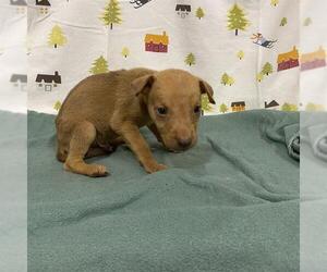 German Shepherd Dog Dogs for adoption in Modesto, CA, USA