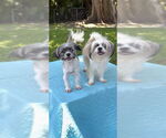 Small #1 Shih Tzu