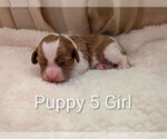 Small #10 Cavapoo (Miniature)