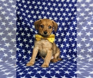 Goldendoodle-Jack Russell Terrier Mix Puppy for sale in NOTTINGHAM, PA, USA