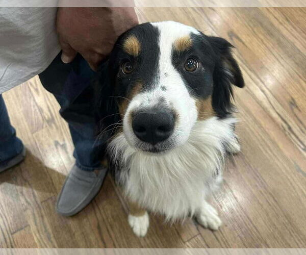 Medium Photo #1 Border Collie-Unknown Mix Puppy For Sale in Princeton, MN, USA
