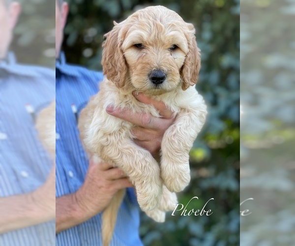 Medium Photo #11 Goldendoodle-Poodle (Standard) Mix Puppy For Sale in WEST ALEXANDRIA, OH, USA