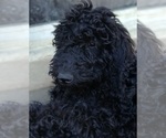 Image preview for Ad Listing. Nickname: black ff