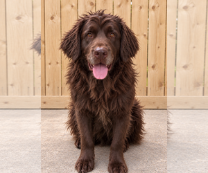 Mutt Dogs for adoption in Dallas, TX, USA