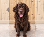 Coco - Female Mutt Dog for Adoption - Small photo