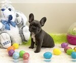 Small Photo #2 French Bulldog Puppy For Sale in LILBURN, GA, USA