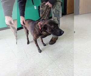 Plott Hound-Unknown Mix Dogs for adoption in Franklin, North Carolina, NC, USA