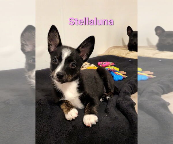 Medium Photo #2 Australian Shepherd-Rat Terrier Mix Puppy For Sale in Des Moines, IA, USA