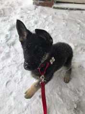 German Shepherd Dog Puppy for sale in NORFOLK, VA, USA