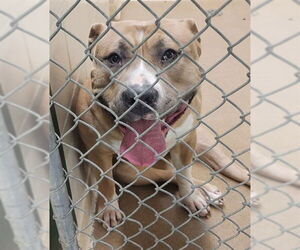 American Bulldog-Unknown Mix Dogs for adoption in Anchorage, AK, USA