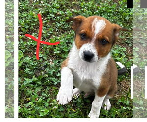 Mutt Dogs for adoption in Sheboygan, WI, USA