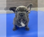 Puppy 2 French Bulldog