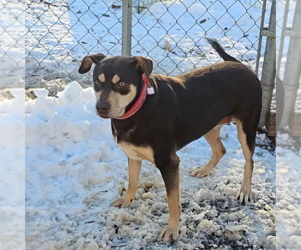 Medium Photo #2 Mutt Puppy For Sale in Bloomingdale, NJ, USA