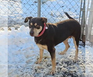 Mutt Dogs for adoption in Bloomingdale, NJ, USA