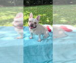 Small #6 French Bulldog