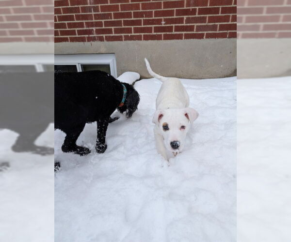 Medium Photo #4 Mutt Puppy For Sale in Sandy, UT, USA