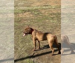 Small Photo #19 American Pit Bull Terrier Puppy For Sale in CHARLOTTE, NC, USA
