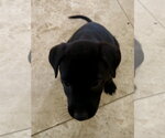 Small #2 Mutt
