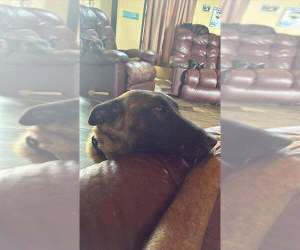 Medium Photo #2 Mutt Puppy For Sale in Imlay City, MI, USA