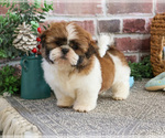 Small #2 Shih Tzu
