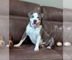 Small #1 Mutt