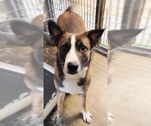 German Shepherd Dog-Unknown Mix Dogs for adoption in Crystal, MN, USA