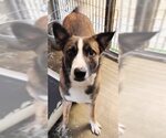 Lenny*i need a foster home by Oct 1* - Female German Shepherd Dog-Unknown Mix Dog for Adoption - Small photo