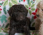 Puppy Dasher Labradoodle
