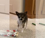 Small Photo #1 Chihuahua-Unknown Mix Puppy For Sale in Princeton, MN, USA