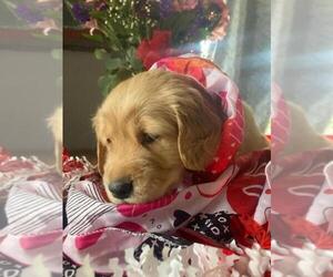 Golden Retriever Puppy for sale in NEWBERG, OR, USA