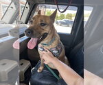 Small #4 Carolina Dog Mix