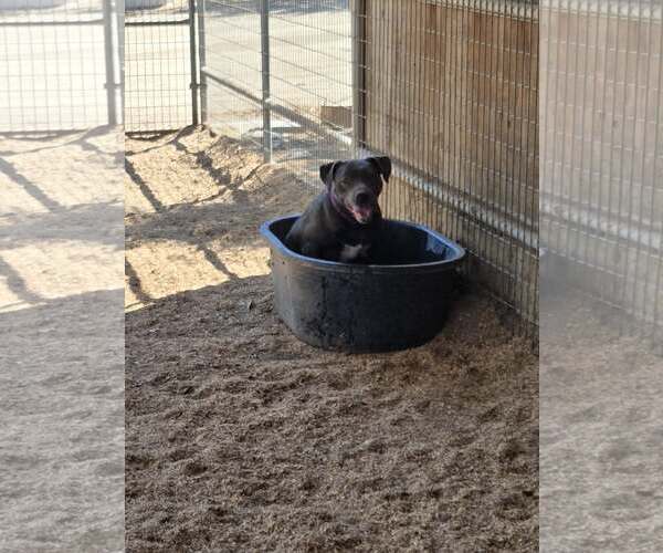 Medium Photo #6 Bull Terrier-Unknown Mix Puppy For Sale in Escondido, CA, USA