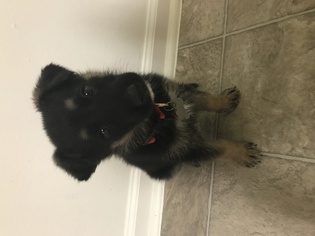 German Shepherd Dog Puppy for sale in FORT BRAGG, NC, USA