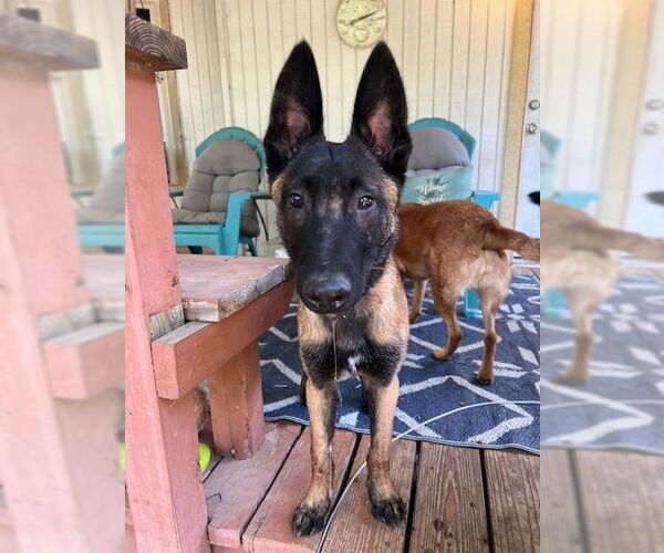 Medium Photo #2 Mutt Puppy For Sale in Stevens Point, WI, USA