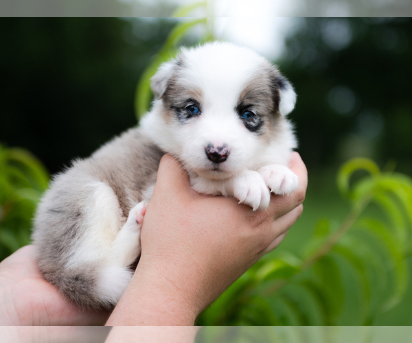 Medium Photo #2 Border Collie Puppy For Sale in CONWAY, MO, USA