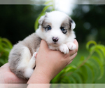 Small Photo #2 Border Collie Puppy For Sale in CONWAY, MO, USA