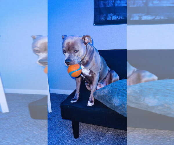 Medium Photo #3 American Pit Bull Terrier-Unknown Mix Puppy For Sale in McKinney, TX, USA