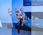 Small #2 American Pit Bull Terrier Mix