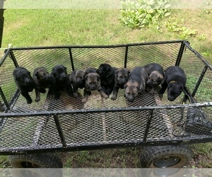 German Shepherd Dog Litter for sale in POWDER SPRINGS, GA, USA