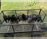 Small German Shepherd Dog