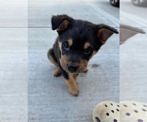 Chihuahua-Unknown Mix Dogs for adoption in Woodbury, NY, USA