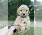 Small #3 Goldendoodle
