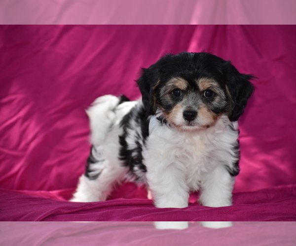 Medium Photo #5 Cavachon Puppy For Sale in ELDORADO, OH, USA