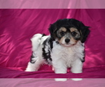 Small Photo #5 Cavachon Puppy For Sale in ELDORADO, OH, USA