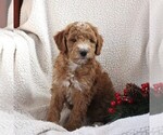 Small Photo #4 Poodle (Miniature) Puppy For Sale in STEVENS, PA, USA
