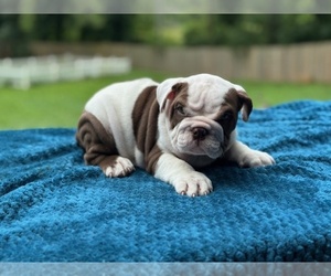 English Bulldog Puppy for sale in POWHATAN, VA, USA