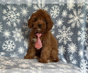 Cavapoo Puppy for sale in LAKELAND, FL, USA